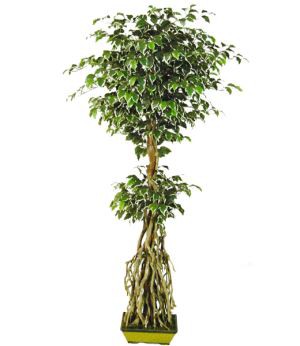 Albero di Ficus artificiale hawaiano