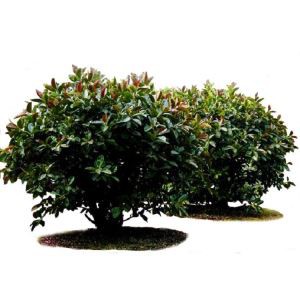 Albero di gomma artificiale