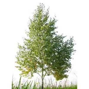 Albero di betulla bianca artificiale