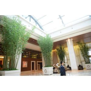 Alto albero di bambù artificiale