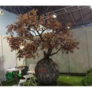 Albero di acero seta